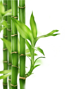 Bamboo PNG-63753